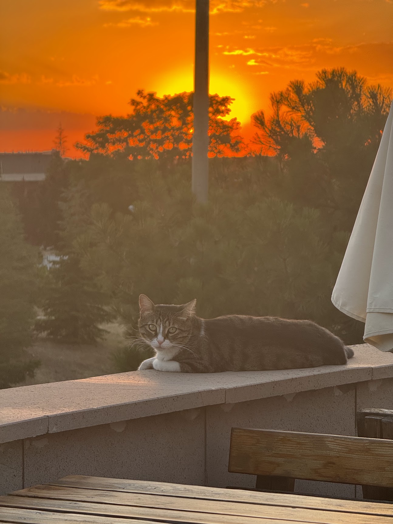 Cafe Twino terasında gün batımında dinlenen kedi